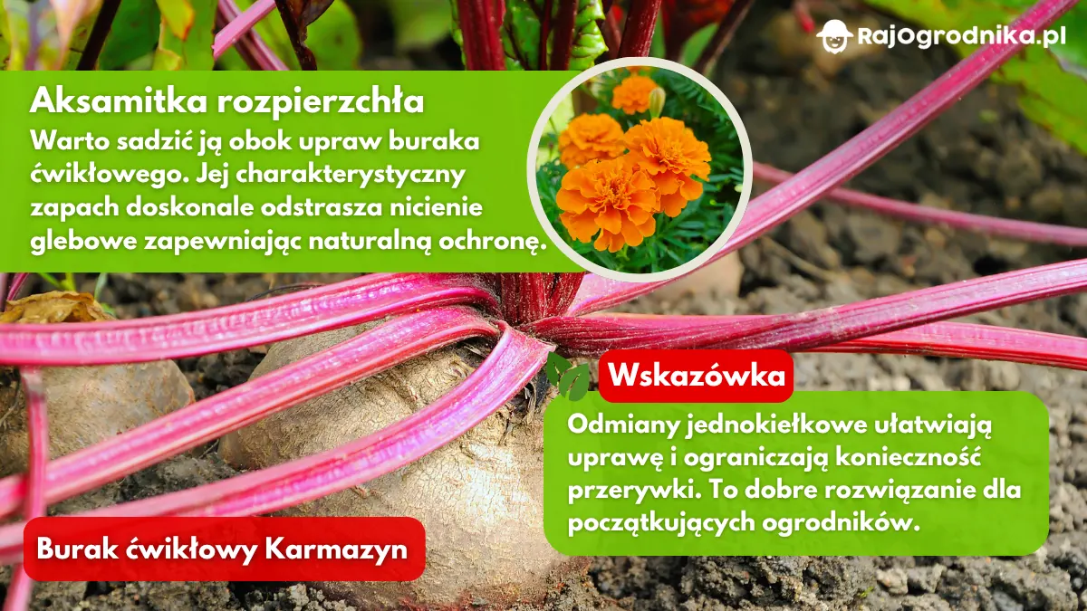 Rośliny-które-warto-sadzić-obok-buraków-blog-rajogrodnika